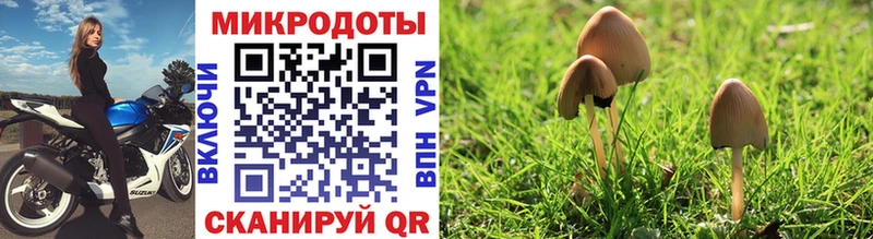 что такое   Можайск  Псилоцибиновые грибы Cubensis 
